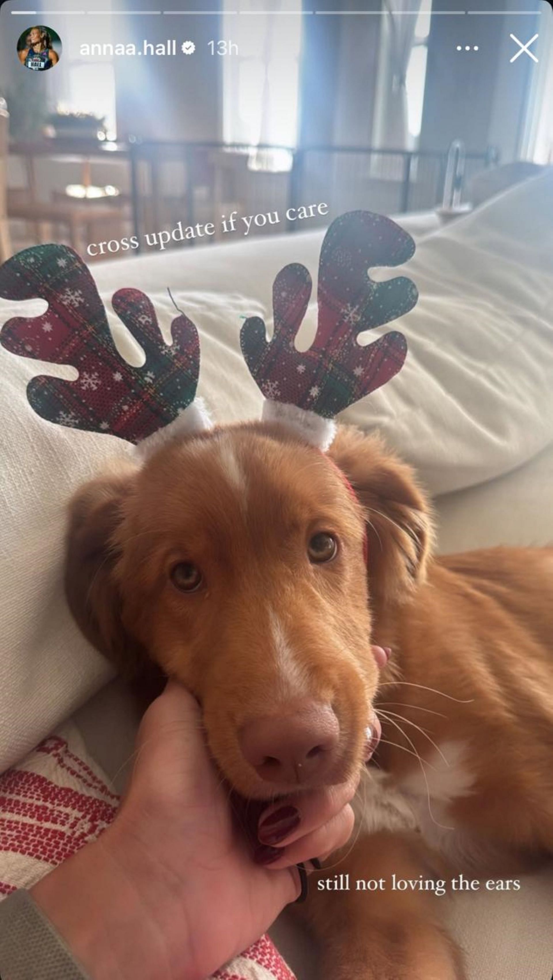 Anna Hall snaps her dog with reindeer ears; Instagram - @annaa.hall